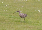 IMG_5561-Whimbrel.jpg