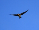 IMG_5562-Swallow.jpg