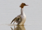 IMG_5630-Goosander.jpg