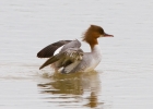 IMG_5636-Goosander.jpg