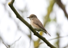 IMG_5706-Spotted-flycatcher.jpg