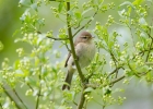 IMG_5719-Chiffchaff.jpg