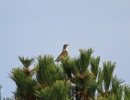 IMG_5858-Fieldfare.jpg