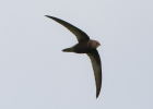 IMG_5896-Swift.jpg