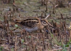 IMG_5899-Jack-snipe.jpg