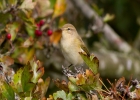 IMG_5941-Chiffchaff.jpg