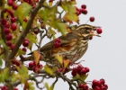 IMG_5957-Redwing.jpg