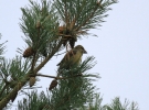 IMG_6073-Crossbill.jpg