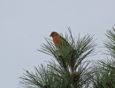 IMG_6114-Crossbill.jpg