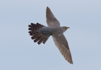 IMG_6273-Male-cuckoo.jpg