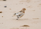 IMG_6355-Snow-bunting.jpg