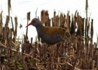 IMG_6598-Water-rail.jpg