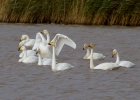 IMG_6633-Whooper-swan.jpg