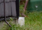 IMG_6794-Black-redstart.jpg