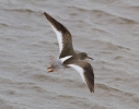 IMG_6917-Redshank.jpg