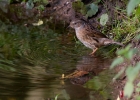 IMG_6937-Dunnock.jpg