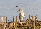 IMG_6971-Little-stint.jpg