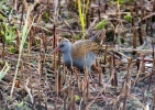 IMG_7090-Water-rail.jpg