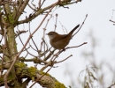 IMG_7138-Cetti_s-warbler.jpg