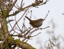 IMG_7149-Cetti_s-warbler.jpg