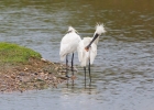 IMG_7168-Spoonbill.jpg