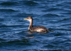 IMG_7212-Red-necked-grebe.jpg