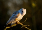 IMG_7253-Barn-owl.jpg