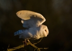 IMG_7259-Barn-owl.jpg