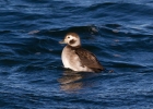 IMG_7269-Long-tailed-duck.jpg