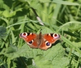 IMG_7376-Peacock.jpg