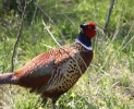 IMG_7393_pheasent.jpg