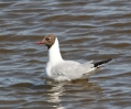 IMG_7421-BH-Gull.jpg