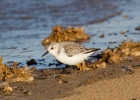 IMG_7750-Sanderling.jpg