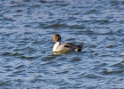 IMG_7799-Pintail.jpg