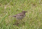 IMG_7904_M--pipit.jpg