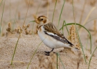 IMG_7973-Snow-bunting.jpg