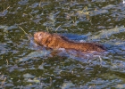 IMG_8247-Water-vole.jpg