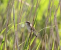 IMG_8262_Sedge-warbler.jpg