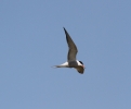 IMG_8264_Common-Tern.jpg