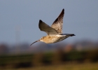 IMG_8304-Curlew.jpg