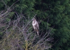 IMG_8449-Common-buzzard.jpg