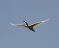 IMG_8470_Spoonbill.jpg