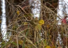 IMG_8491-Chiffchaff.jpg