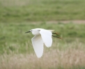 IMG_8512_Egret.jpg