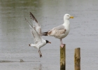 IMG_8530-Med-gull.jpg