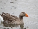 IMG_8537_Greylag.jpg