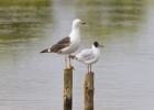 IMG_8564-Med-gull.jpg