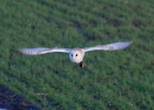 IMG_8576-Barn-owl.jpg