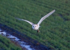 IMG_8577-Barn-owl.jpg