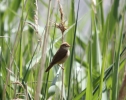 IMG_8627_Reed-Warbler.jpg